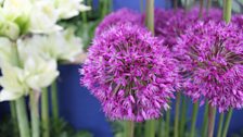 Allium in close-up