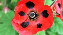 Poppy in close-up