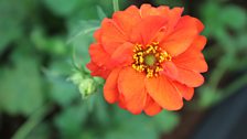 Geum in close-up