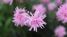 Lychnis in close-up