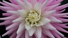 Dahlias