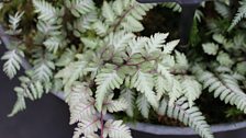 Pretty ferns in the Floral Pavilion