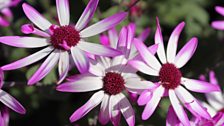 Pretty summer daisies