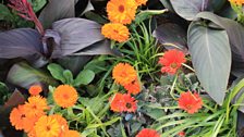 Canna lilies and marigolds