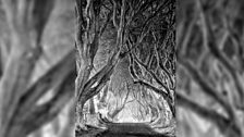 The Dark Hedges