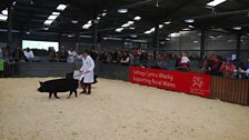 At the Royal Welsh Spring Show