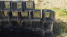 Badger Vaccination Cages