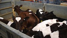 Calves in a pen