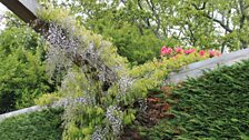 Climbing Plants at Mountstewart