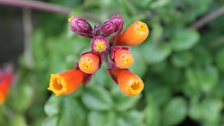 Climbing Plants at Mountstewart