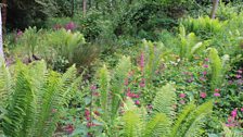 Climbing Plants at Mountstewart