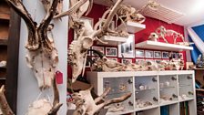 Jake's bone collection