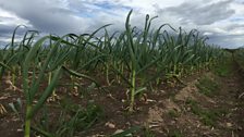 Garlic growing a field