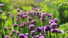 Chive flowers