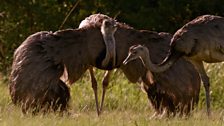 A male rhea during the mating season