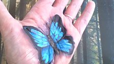 Lorraine's butterfly