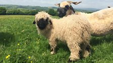 Swiss Mountain Sheep Come to Wales