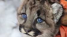 Mountain Lion Kitten