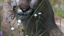 Mountain lion kitten