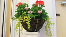 Hanging Basket