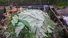 Rhubarb leaves on compost