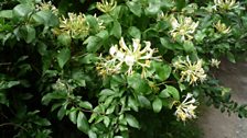 Wild honeysuckle by the side of a road running through the farm