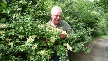 Skinner's honeysuckle