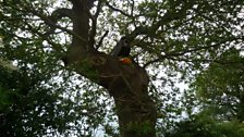 One of the High Ash Farm oak trees