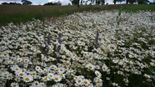 Oxeye daisies and viper's buglosses