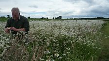 Another view of Chris with the oxeye daisies