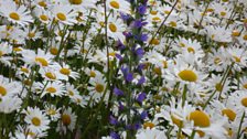 The viper's bugloss