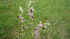 Next, Chris showed us this incredible bee orchid