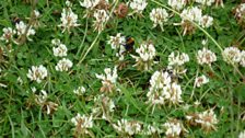 In the same field as the bee orchid are many patches of white dwarf clover