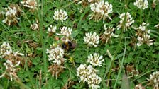 A close-up of one of the bees