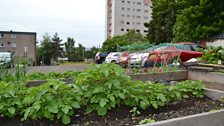 Car Park garden