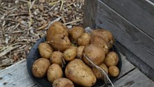 First potatoes of the year