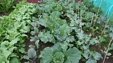 Brassicas