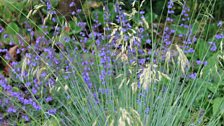 Carpet of Nepeta or Catmint.jpg