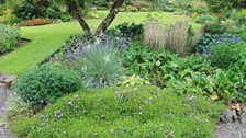 Carpet of Alpine Phlox.jpg