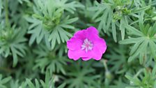 Hardy Geranium.jpg