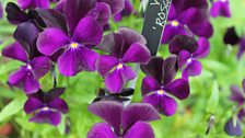 viola roscastle black.jpg