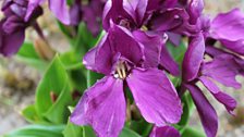 roscoea purpuea.jpg