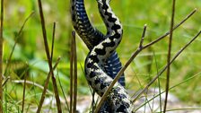 Adder Dance