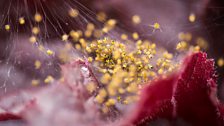 Common garden spider nest