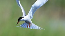 Common tern