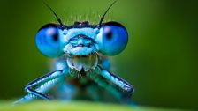 Common blue damselfly