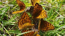 Dark Green Fritillaries