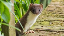 Stoat