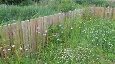 Sensory Garden At Castle Espie