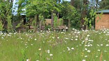 Sensory Garden At Castle Espie